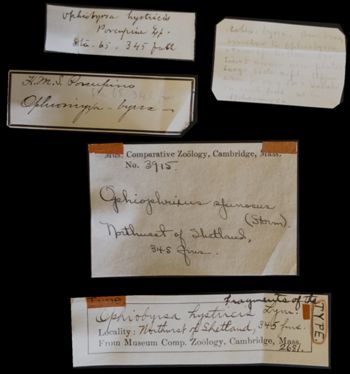 Media type: image;   Invertebrate Zoology OPH-3915 Description: Handwritten labels for this specimen included in the specimen tray.;  Aspect: exterior